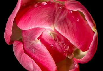 Spring tulip - © Steve Bradley