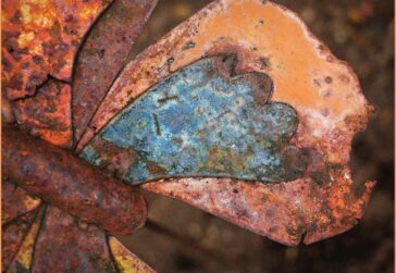 Rusty Butterfly Wing - © Bruce Norman
