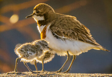 Dotterel & chicks - © John Perrin