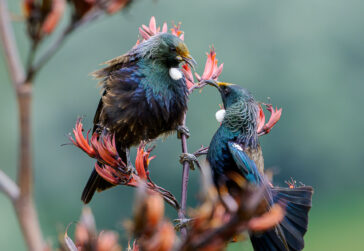 Tui dispute - © Brian Milner