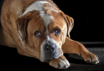 The Old Boy - © Christine Mutlow The Old Boy - © Christine Mutlow