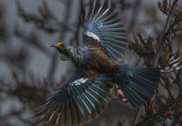 Tui - © John Perrin